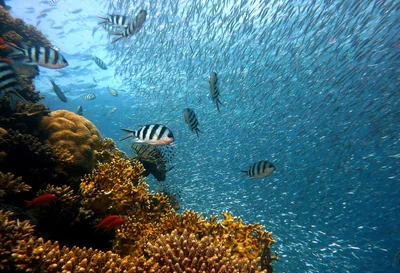 poisson
